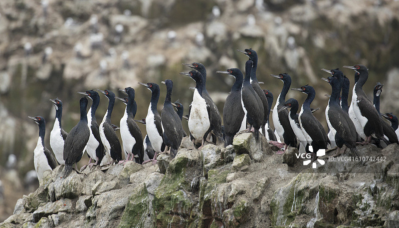 巴耶斯塔斯岛上的鸬鹚图片素材