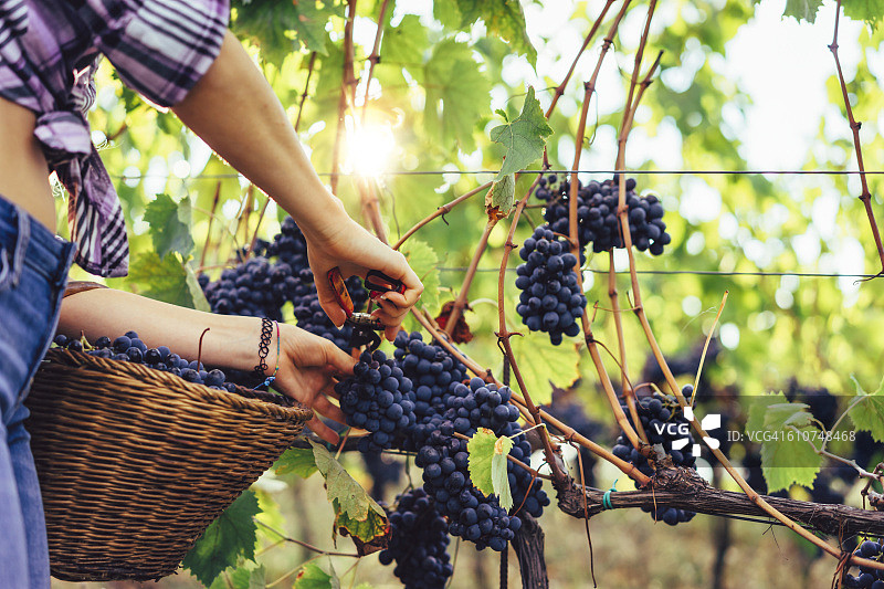 年轻女人用剪刀剪葡萄串图片素材