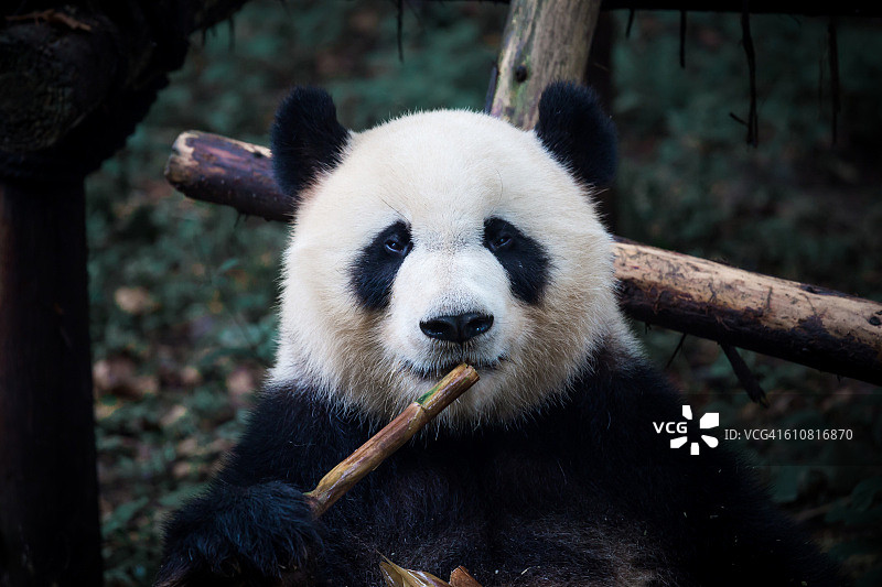 吃竹子的大熊猫图片素材