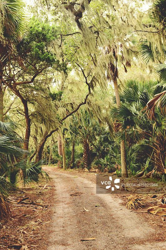 道路旁的西班牙苔藓和栎树图片素材