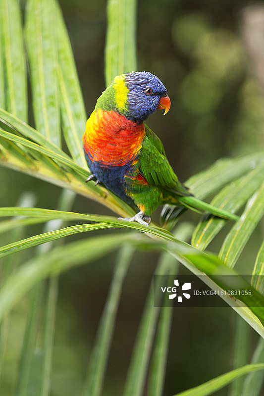 栖息在金黄棕榈树上的虹彩吸蜜鹦鹉图片素材