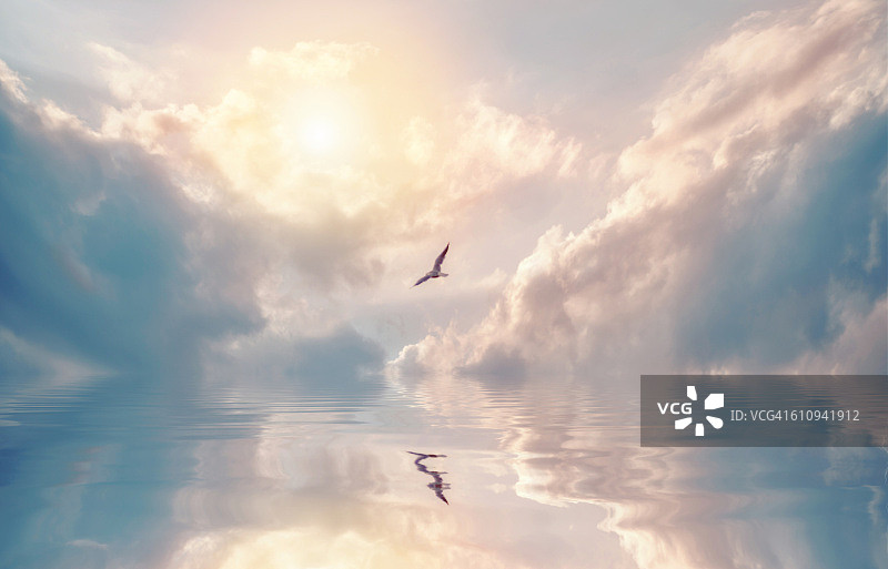 飞鸟掠过阳光图片素材
