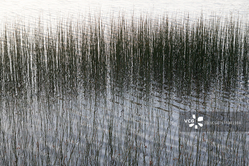 巴伐利亚州施塔费尔湖中的芦苇，形成抽象的倒影图片素材