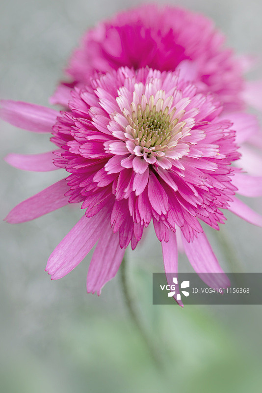 大波斯菊 ‘南方美女’图片素材