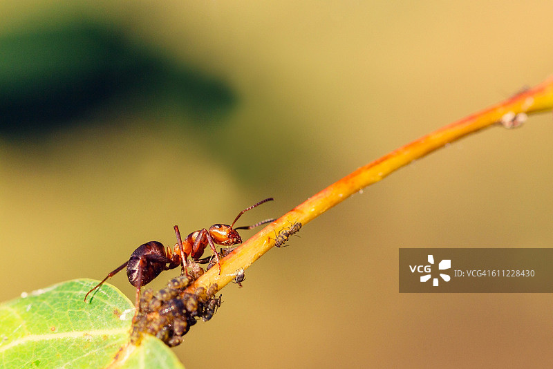 蚂蚁在叶子上养殖蚜虫图片素材
