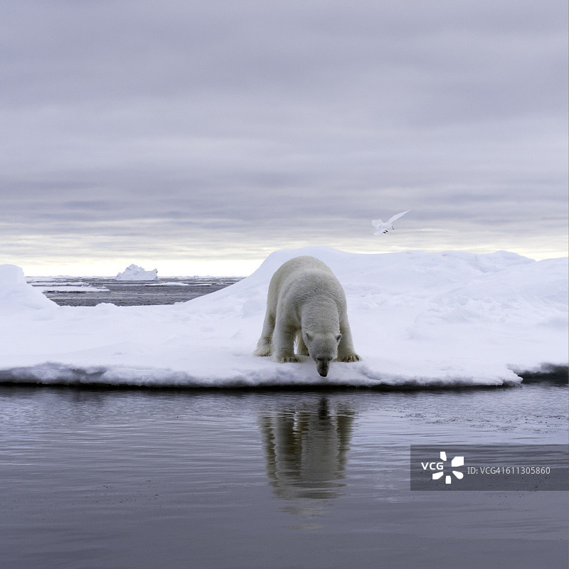 北极熊浮冰图片素材