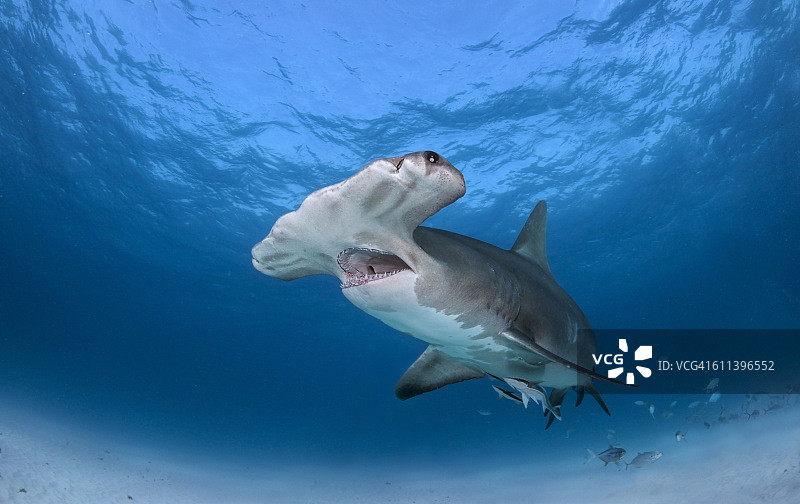 张开大嘴的锤头鲨图片素材