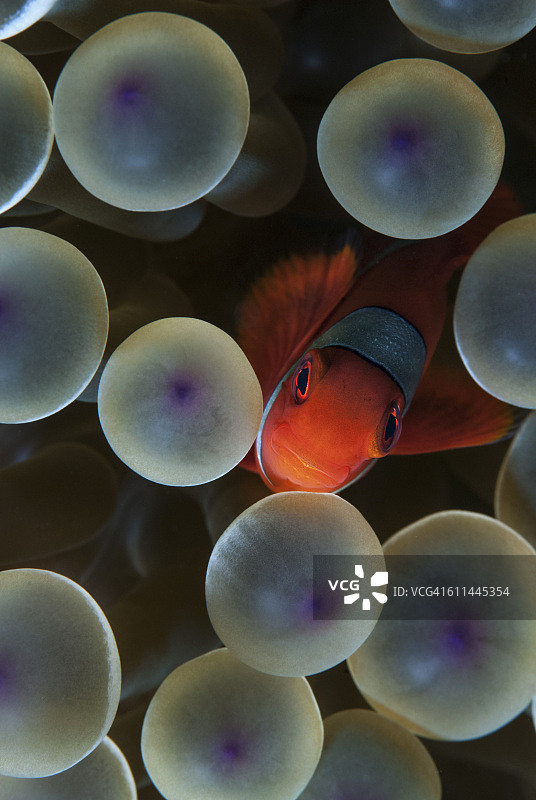 海葵中的棘颊海葵鱼图片素材