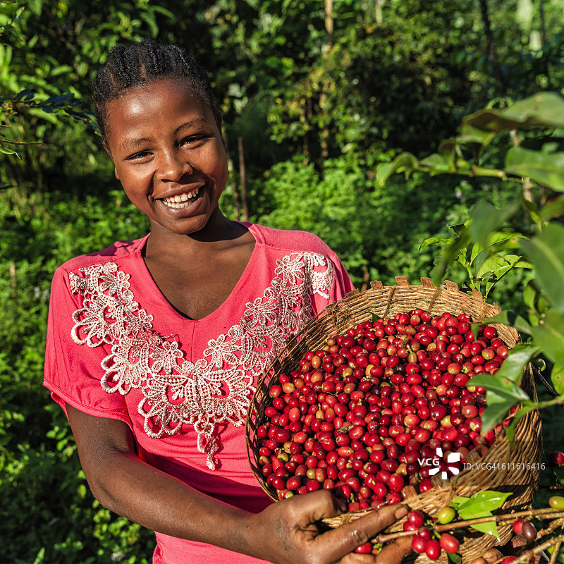非洲女人拿着装满咖啡樱桃的篮子，东非图片素材