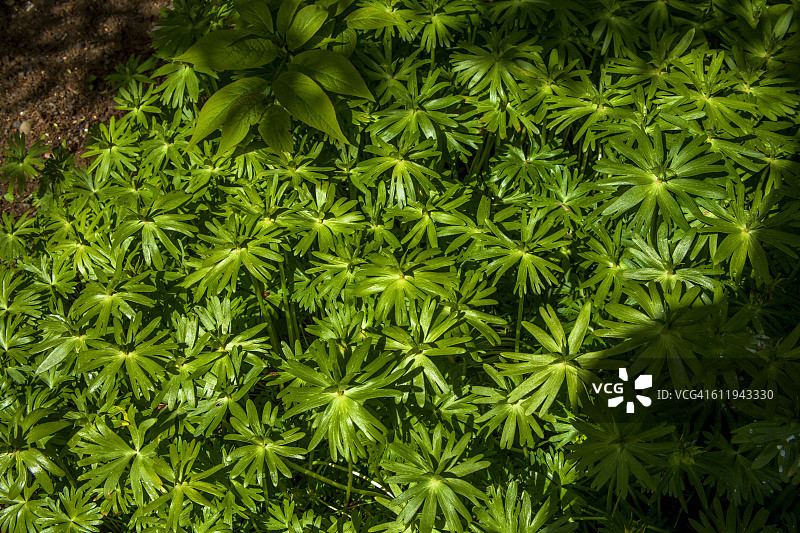 嚏根草图片素材