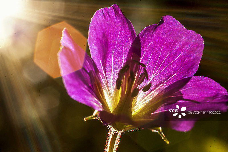 森林老鹳草图片素材