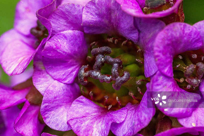 虎耳草图片素材