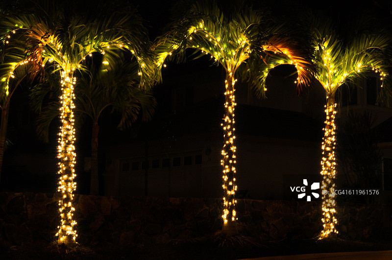 闪烁灯光下的棕榈树图片素材