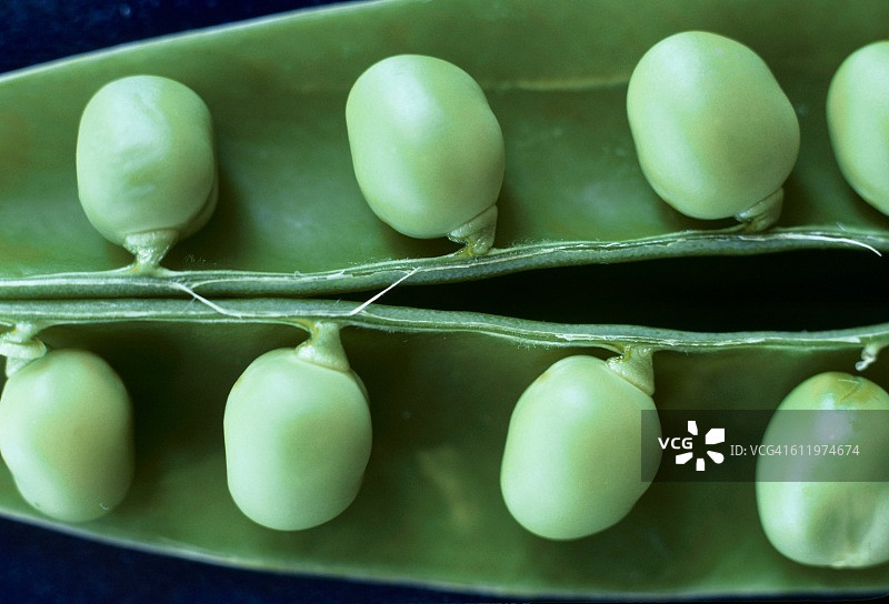 打开的豌豆荚（特写）图片素材