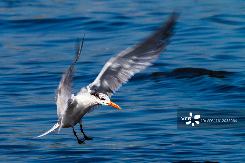 古巴鸟类图片素材