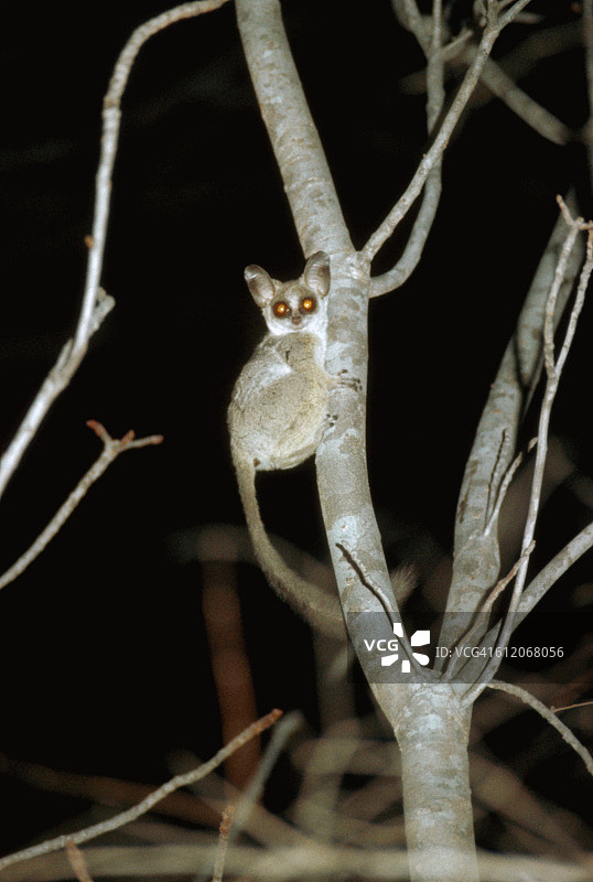 攀附在树干上的婴猴图片素材