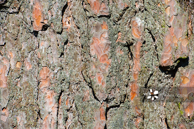 欧洲赤松树皮（松属）图片素材