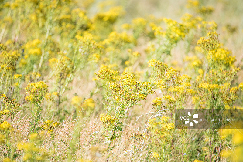 普通千里光图片素材