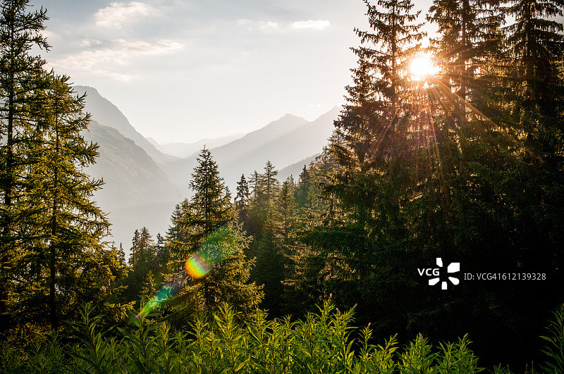 日出时分法国瓦努瓦兹山勃朗峰山口的常绿树图片素材