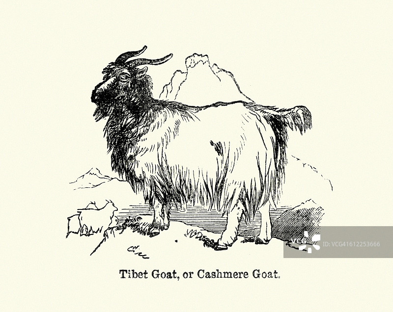 开司米山羊图片素材