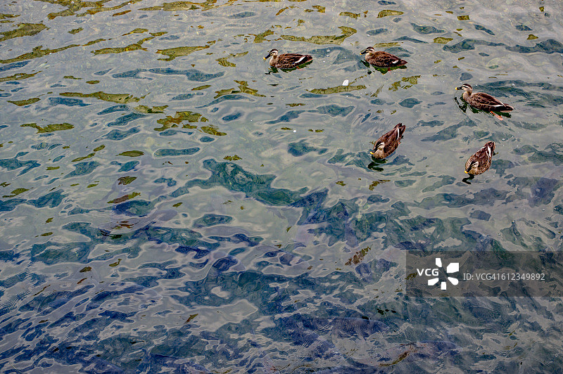 满是鲤鱼的溪流上的斑嘴鸭图片素材