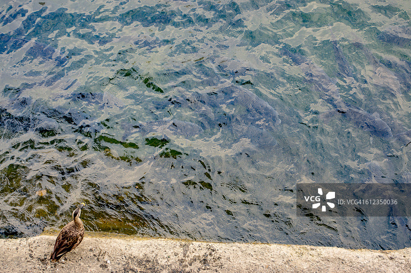 一只斑嘴鸭在边境观看满是鲤鱼的溪流图片素材