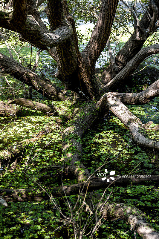 沼泽边缘的老树图片素材