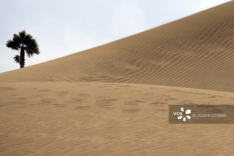 西班牙马斯帕洛马斯海滩上的棕榈树（加那利群岛）图片素材