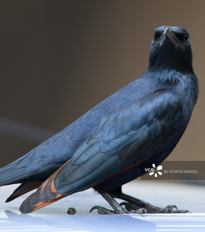 红翅椋鸟图片素材