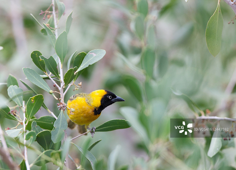 群织雀图片素材