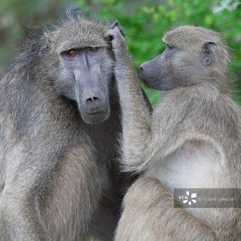 狒狒的日常梳理图片素材
