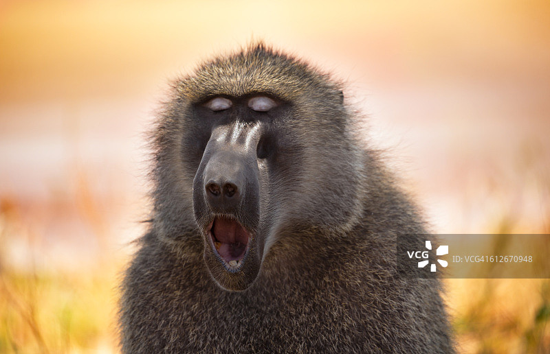 打呵欠的阿拉伯狒狒图片素材
