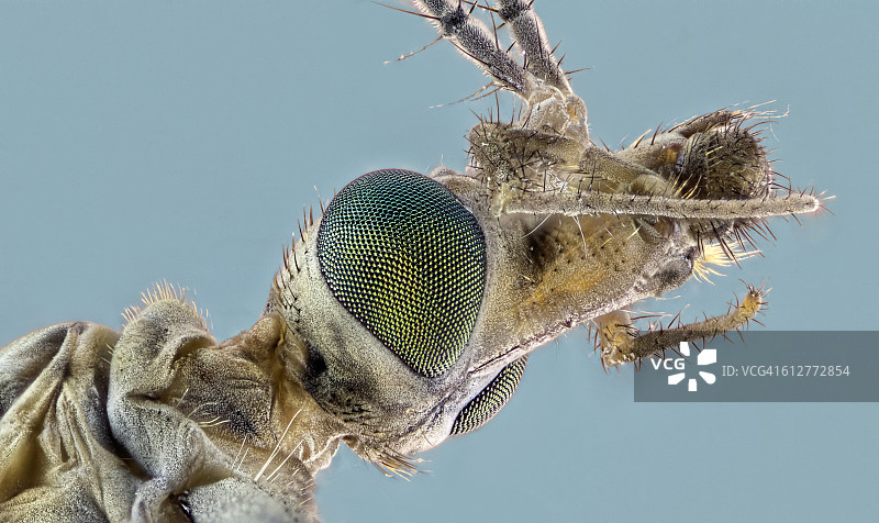 大蚊蝇头部特写图片素材