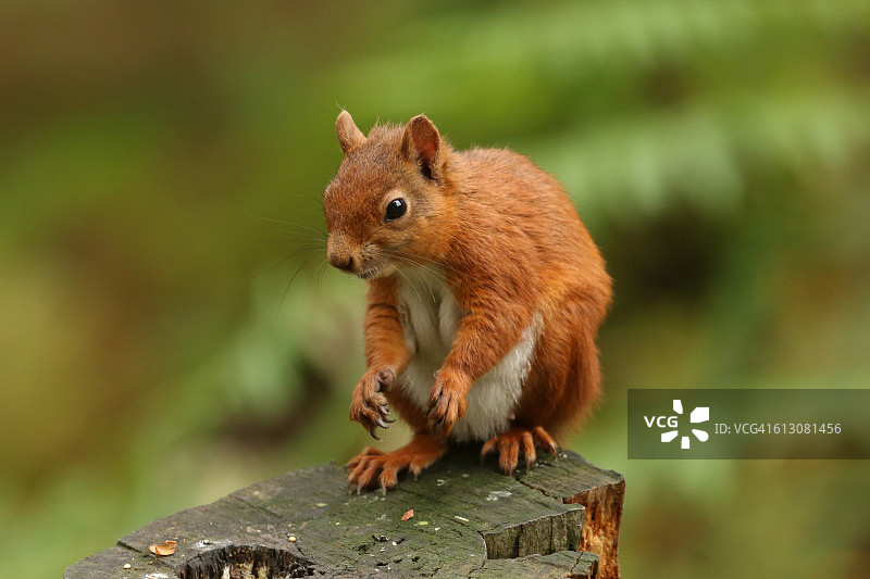 红松鼠图片素材