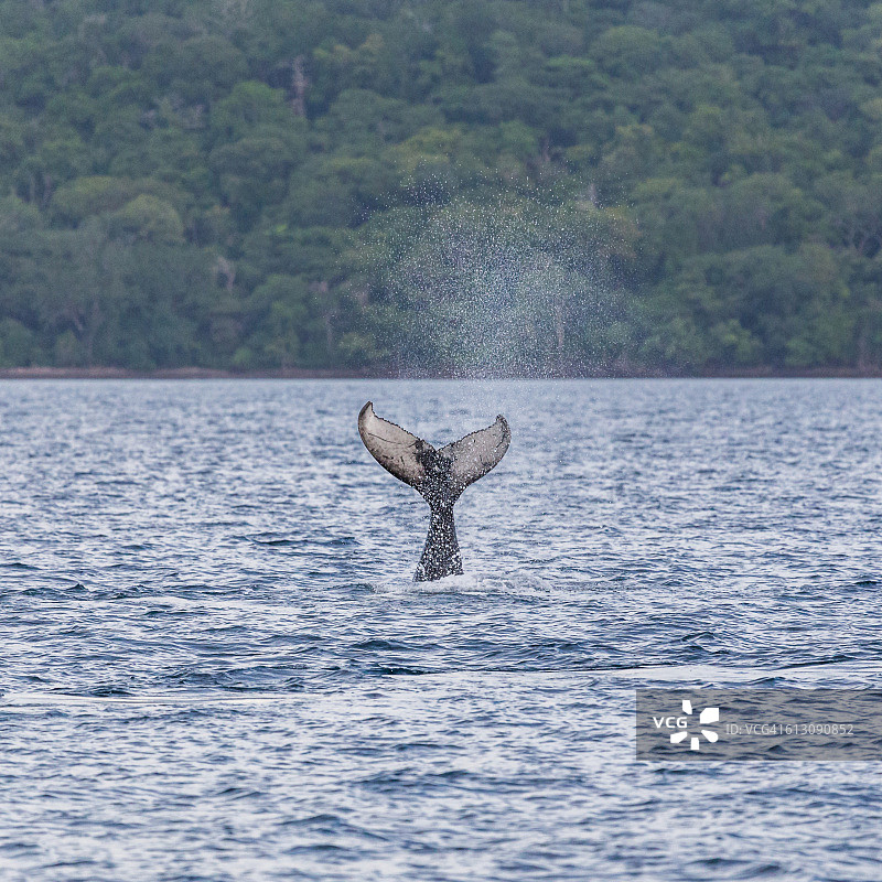 小座头鲸潜入水中，尾巴翘起图片素材