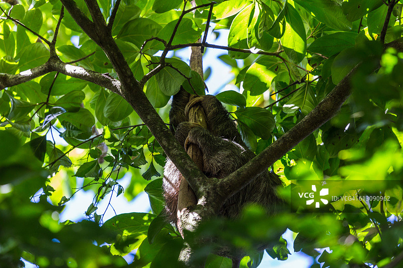 在树上睡觉的褐喉树懒图片素材