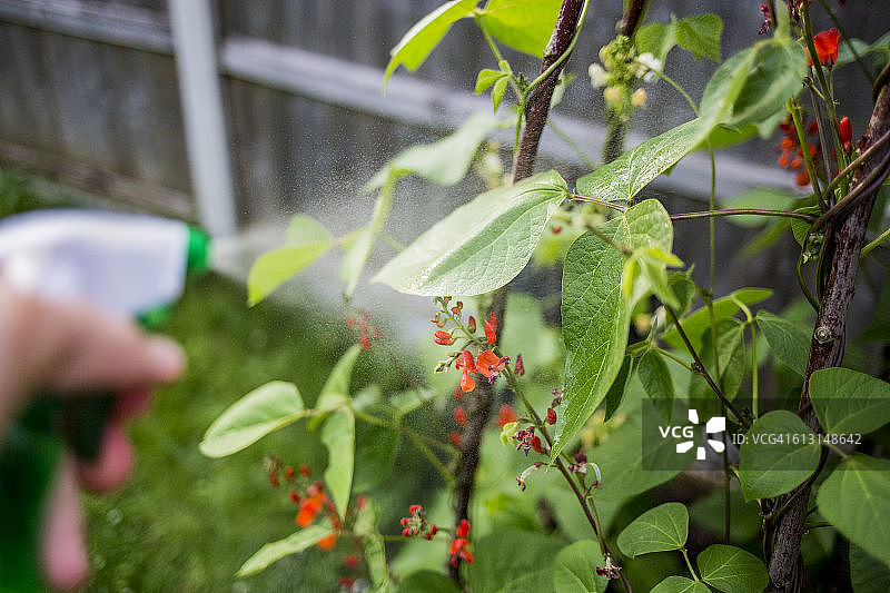 喷洒菜豆图片素材