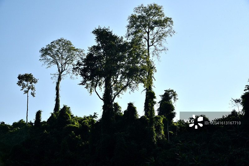老挝亚洲的天然树木区域图片素材