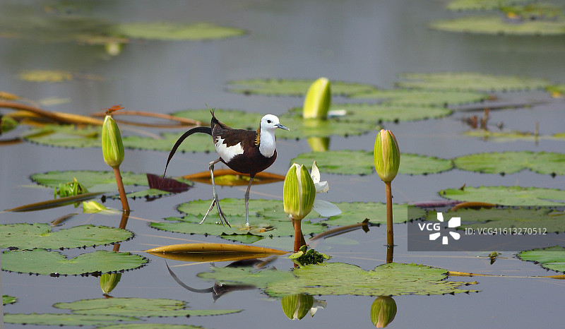 雉尾水雉图片素材
