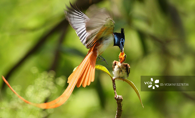 天堂鸟（亚洲）图片素材