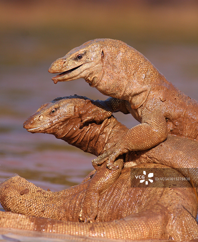 孟加拉巨蜥图片素材
