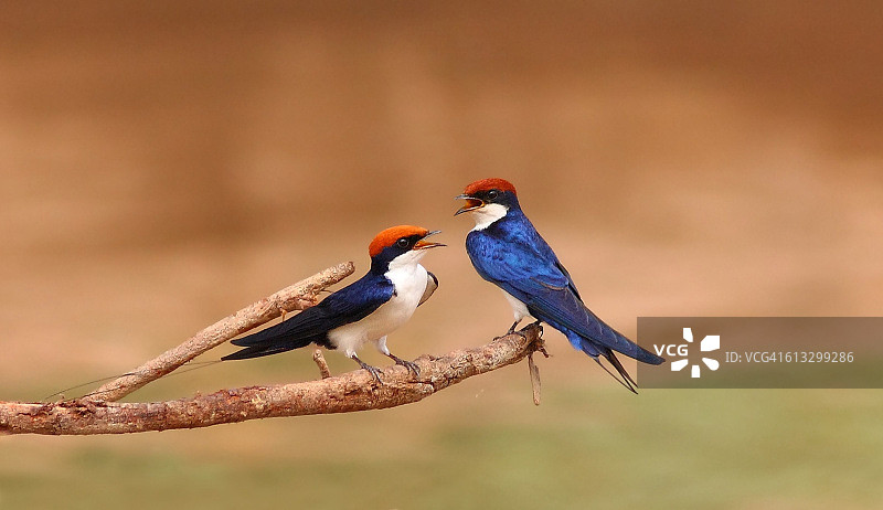 针尾燕图片素材