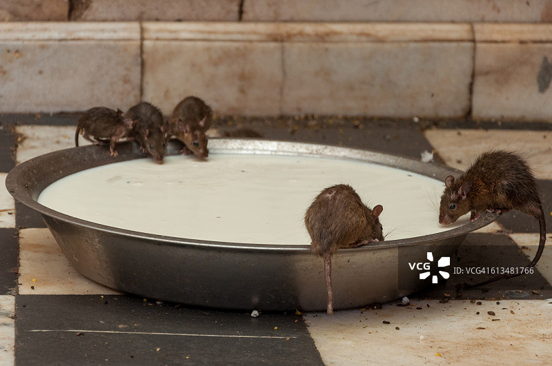 在比卡内尔代什诺克卡尔尼玛塔鼠庙喝牛奶的老鼠，拉贾斯坦邦图片素材