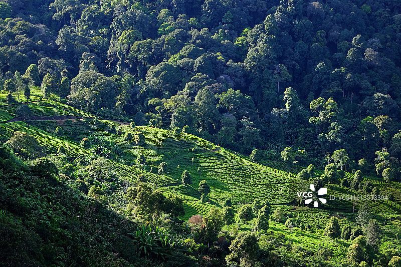 西爪哇Puncak Pass的茶叶种植园，距茂物市1小时路程图片素材