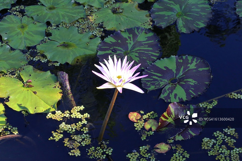 平静池塘中的粉色睡莲图片素材