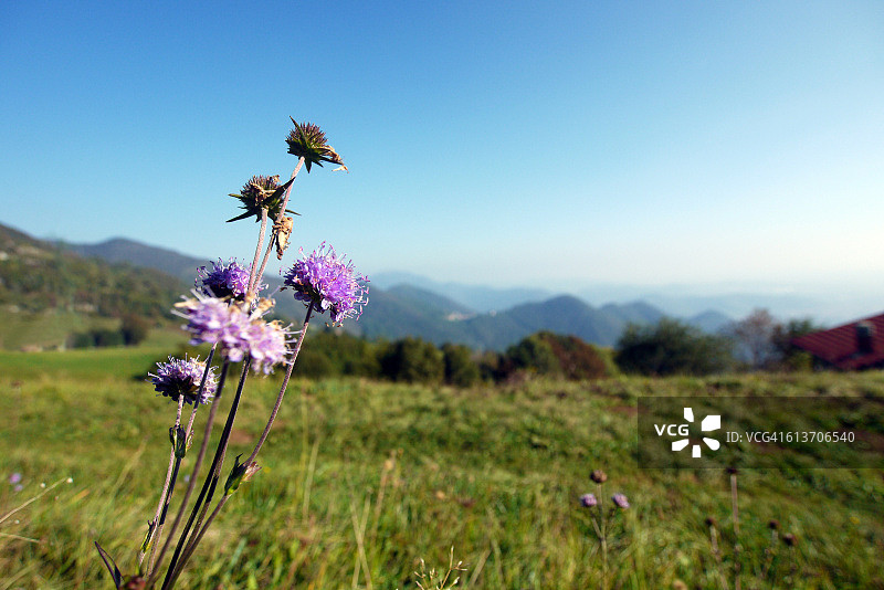山地草甸上的蓝盆花图片素材