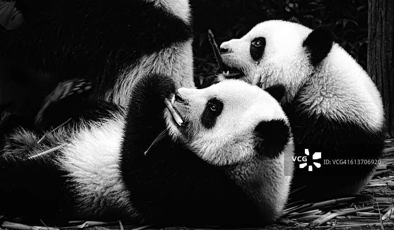 熊猫幼崽图片素材
