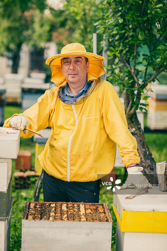 养蜂业务图片素材