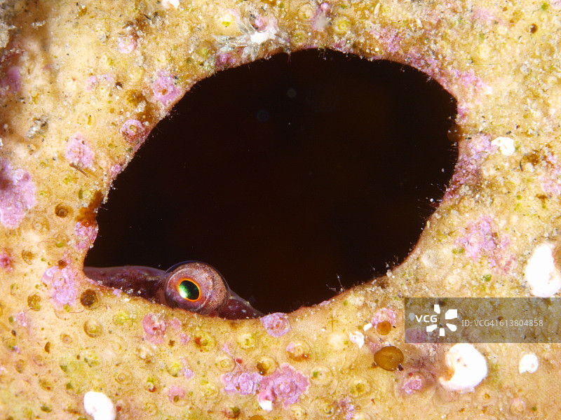 毒蝎鱼肖像图片素材