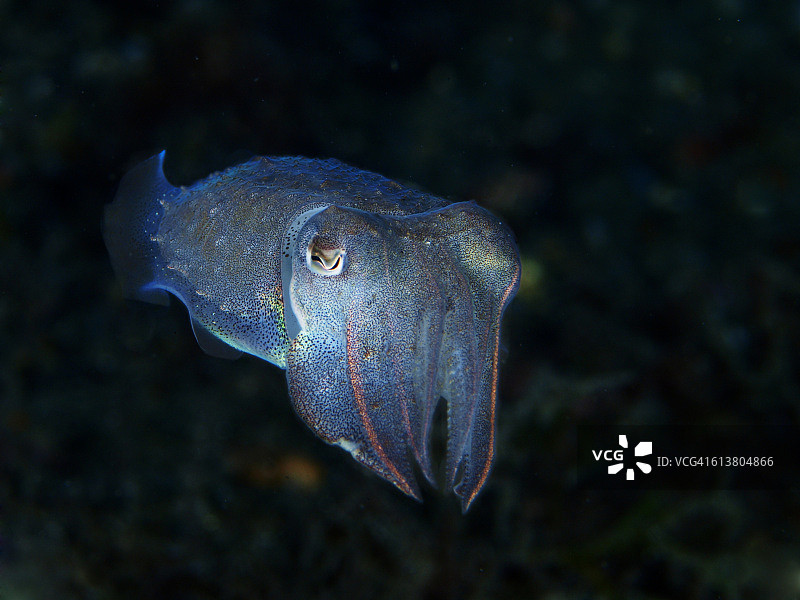 地中海乌贼图片素材